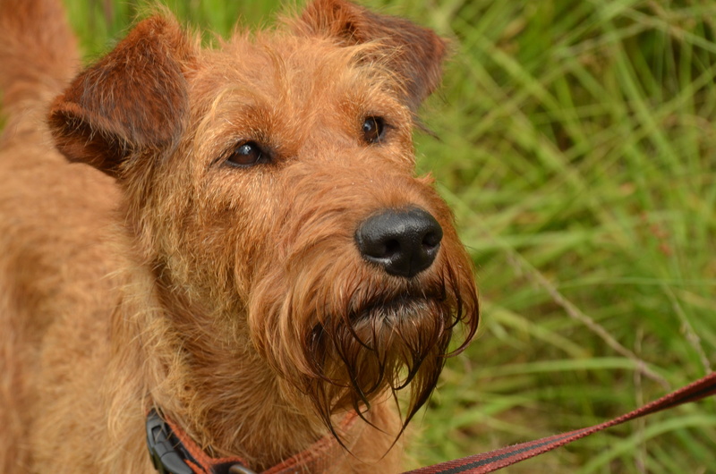 domestic, brown, vertebrate, irish terrier, photography, pets, close, animal, terrier, looking at camera, 4K, mammal, dog, one animal, day, close-up, lakeland