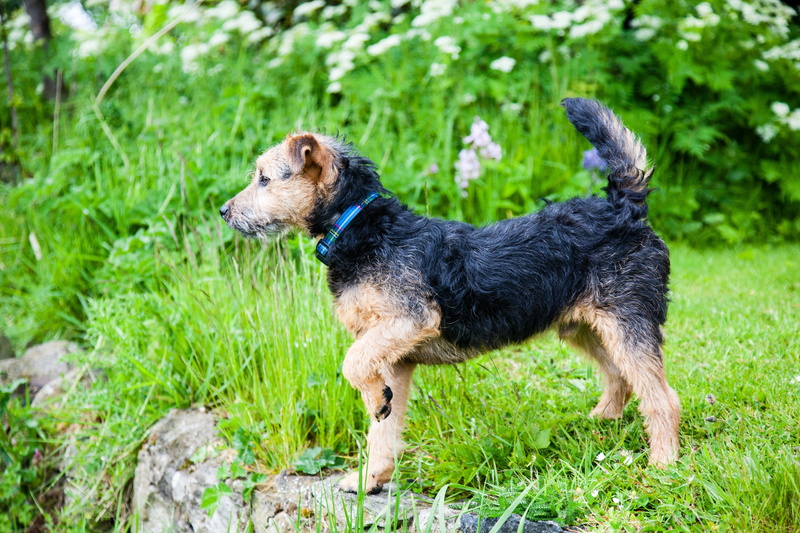 puppy, pets, canine, 5K, nature, daytime, black color, dog, grass, lakeland, mammal, small, animal, looking, lakeland terrier, animal themes, one animal