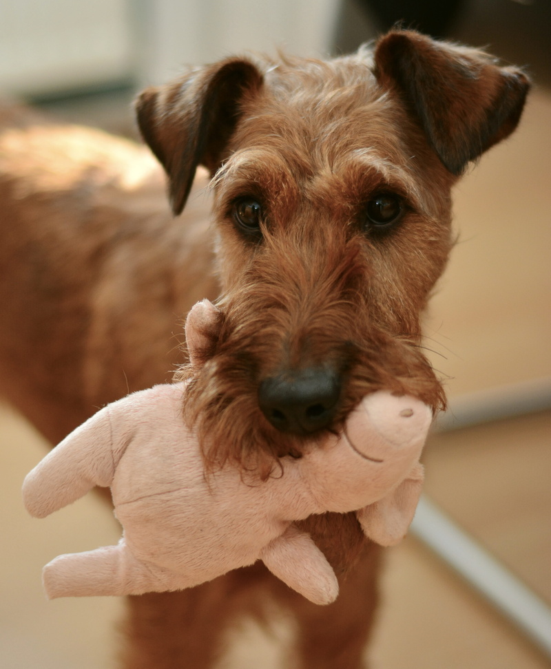 lakeland, dog toy, animal portrait, dog, plush, terrier, canine, brown, tan, 4K, pig, irish terrier, pets, mammal, fur, friend, playing dog, front view