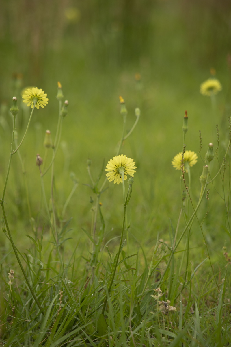 freshness, green, peaceful, growth, yellow, lakeland, 5K, flowering plant, no people, field, vulnerability, beauty in nature, close-up, plants, inflorescence