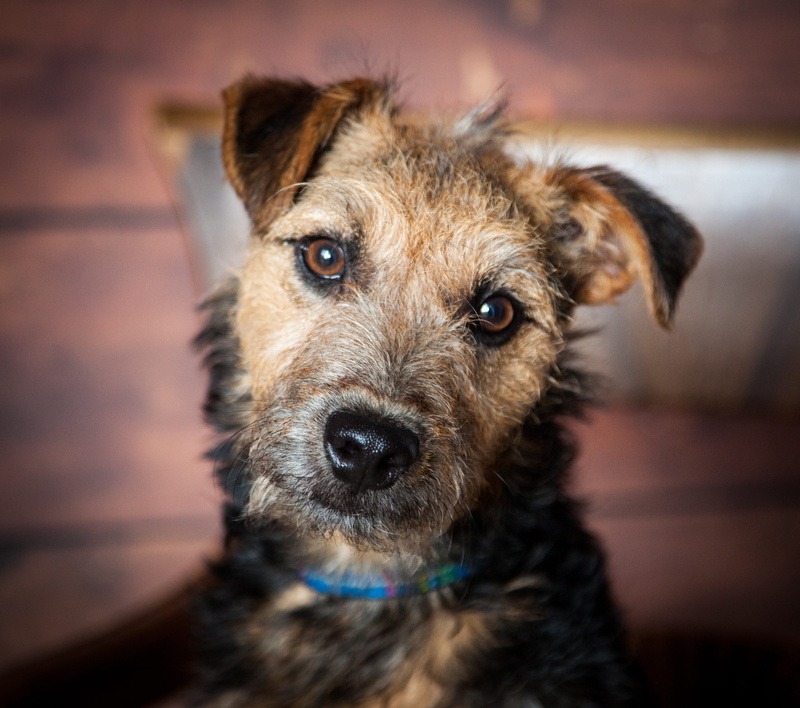lakeland terrier, sitting, canine, ground, puppy, no people, looking at camera, mixed-breed dog, domestic, 4K, cute, adult, close-up, border, indoors