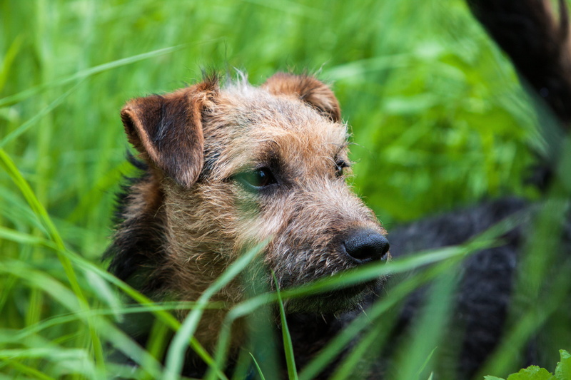 domestic animals, one animal, animal body part, dog, terrier, pets, plant, puppy, domestic, lakeland, animal themes, day, portrait, selective focus, green color