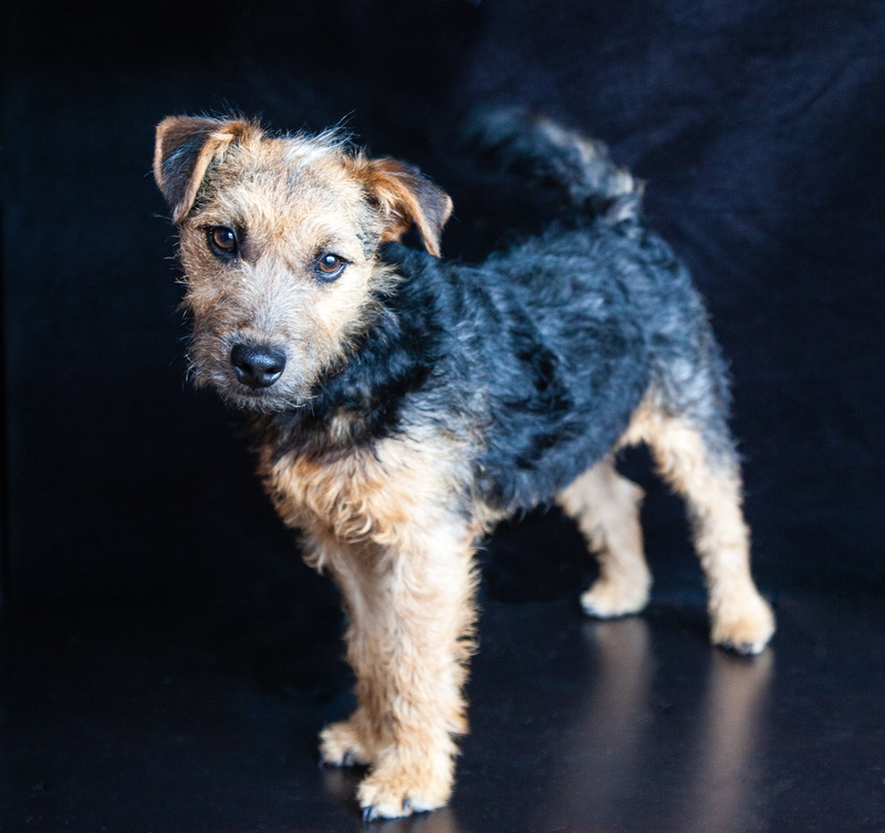 indoors, dog, 4K, lakeland, animal, domestic animals, studio shot, cute, standing, black background, looking at camera, one animal, lakeland terrier, no people