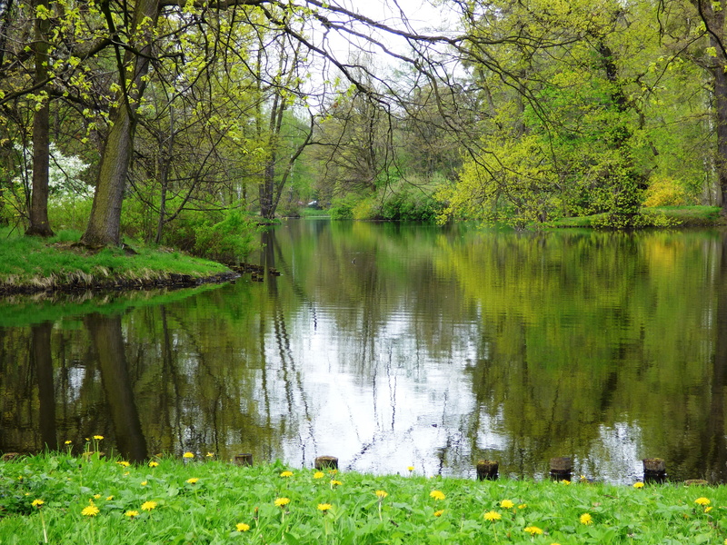 day, nature, the sun, reflection, scenics - nature, outdoors, foliage, the tank, tree, sky, lake, 4K, tile, tranquil scene, park, reflex, rest, non-urban scene