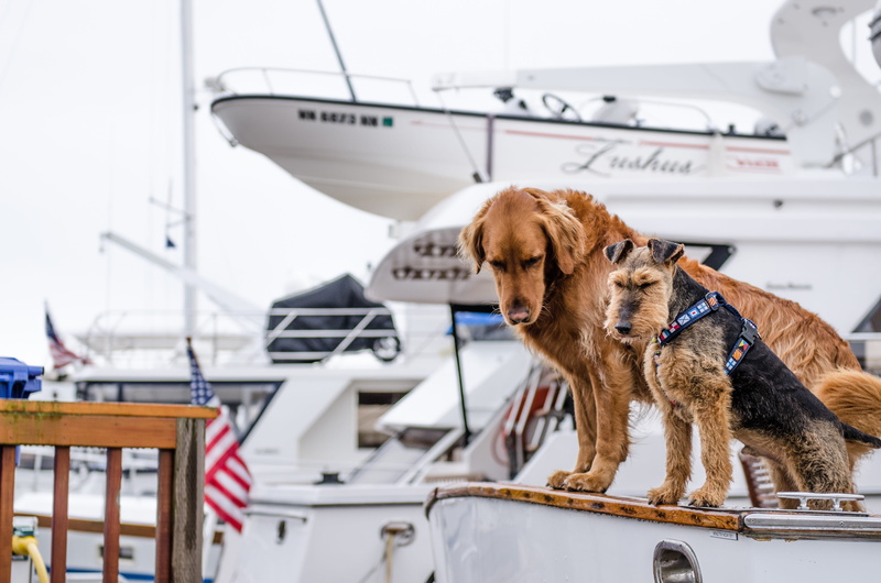 trip, water, looking, retriever, domestic animals, vertebrate, nature, travel, animal, one animal, boating, domestic, mode of transportation, nautical