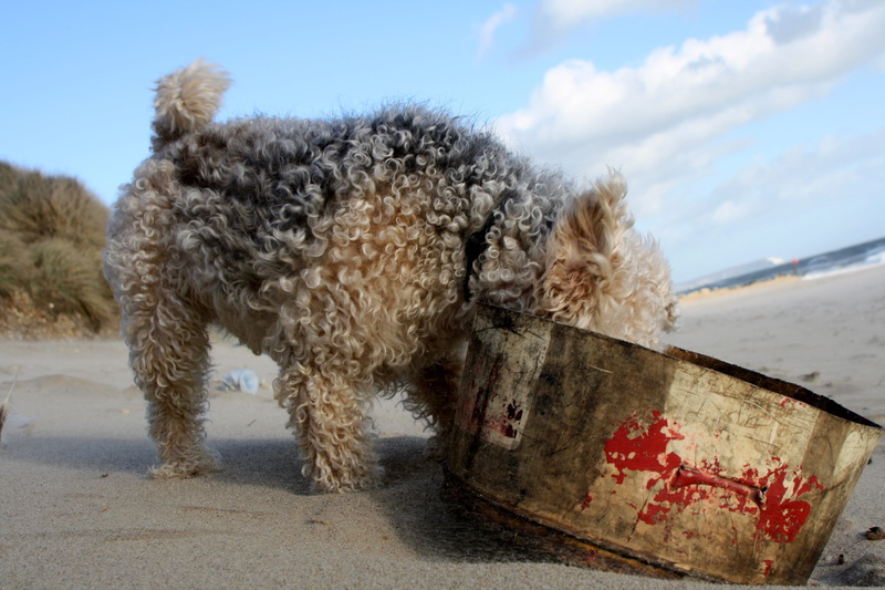 pedigree, Terrier, terrier, land, beach, water, pets, snow, animal themes, lakeland, winter, animal, day, sky, focus on foreground, cloud - sky, domestic