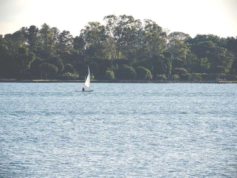 tranquility, water, sailing, nature, animal themes, sport, waterfront, no people, lakeland, bird, united states, animal wildlife, boat, day, vertebrate