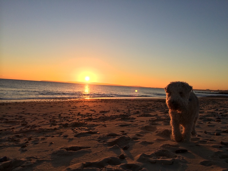 dorset, animal, dog, sun, sky, sand, horizon, scenics - nature, no people, 2K, animal themes, lakeland, sunset, mammal, beach, beauty in nature, sea, terrier