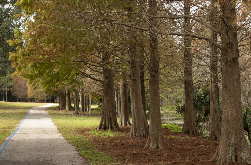florida, us, no people, gardens, trails, tree trunk, trees, transportation, footpath, forest, landscapes, hiking, road, direction, parks, growth, day, cypress