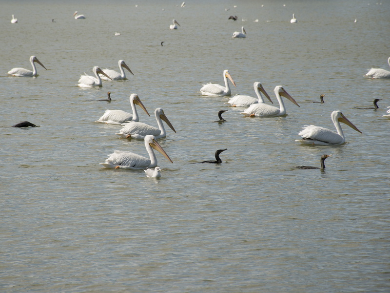 water fowl, wildlife, white color, nature, vertebrate, waterfront, flock of birds, no people, flying, us, animal themes, 5K, lakeland, group of animals