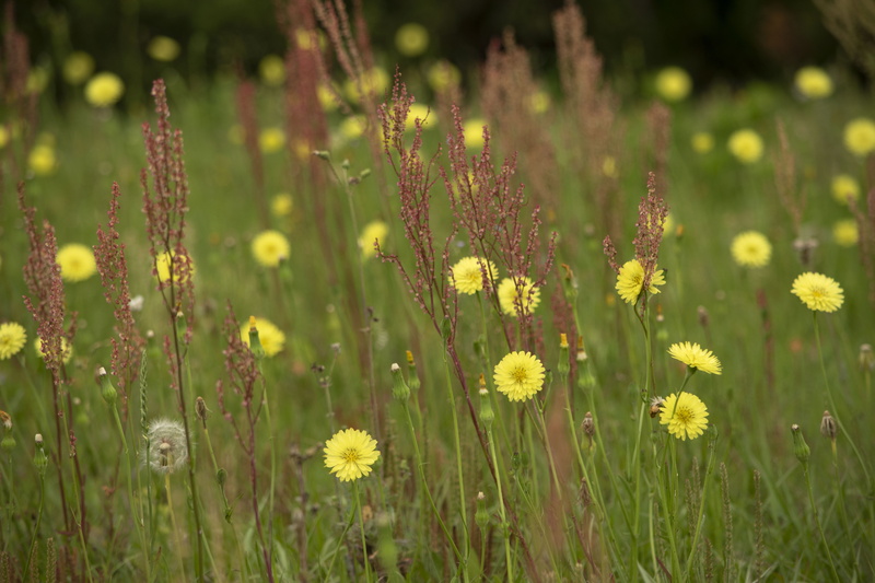 green color, flowers, land, inflorescence, green, united states, spring, freshness, outdoors, close-up, wildflowers, plant, selective focus, flower, lakeland