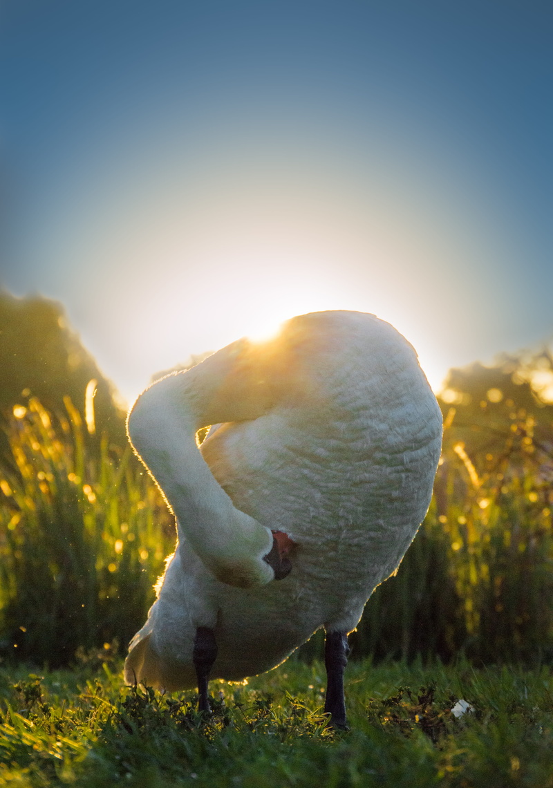 green, united states, mountain, florida, outdoors, bird, animals in the wild, day, vertebrate, nature, sunset, sunbeam, animal wildlife, lens flare, land