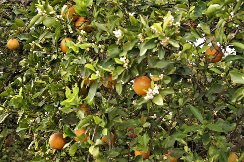 orange color, food, fruit tree, food and drink, no people, plant part, tree, united states, wellbeing, orange, green color, lakeland, plant, ripe, leaf
