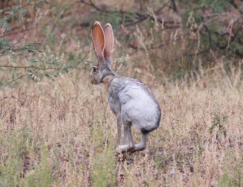 land, day, side view, looking, mammal, ears, cute, standing, field, 1080P, animal themes, close up, grass, one animal, animal, portrait, outdoors, animal wildlife