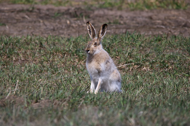 plant, coney, no people, nature, outdoors, cony, animal, white tailed, cute, field, lapin, mammal, jackrabbit, selective focus, bunny, north dakota, brown
