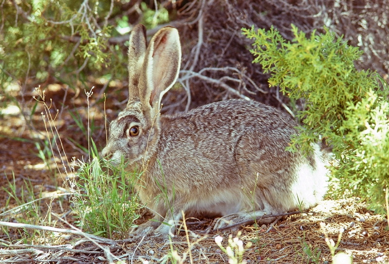 no people, growth, hare, land, gray, daytime, jackrabbit, deer, herbivorous, cute, focus on foreground, wild, grass, wilderness, forest, nature, looking