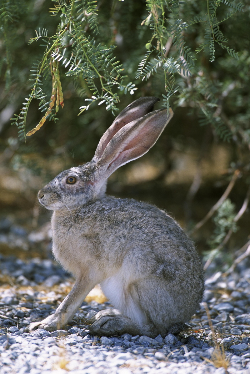black, side view, green, mammal, animals, herbivorous, jackrabbit, hare, day, plant, bunny, selective focus, outdoors, animal themes, animal wildlife, nature