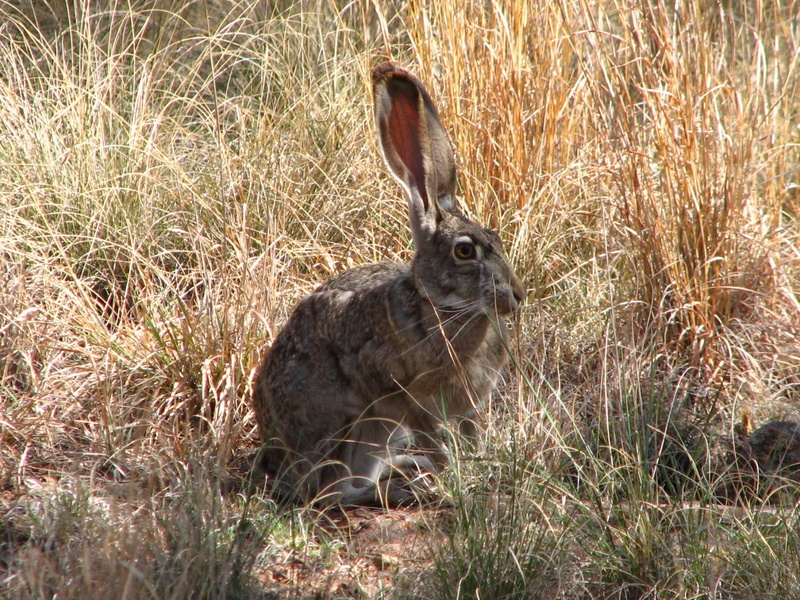 green, furry, american desert hare, animals in the wild, domestic animals, wildlife, 1080P, no people, plant, relaxation, hare, bunny, nature, animal themes