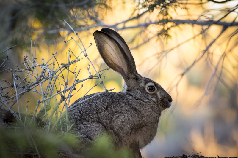 jackrabbit, nature, animal body part, land, photography, vertebrate, black, ears, one animal, no people, outdoors, 2K, animals in the wild, animal wildlife