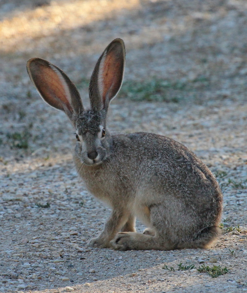 wild, animal wildlife, gray, grass, animal, close-up, one animal, hare, curious, nature, focus on foreground, fluffy, cute, no people, black tailed jackrabbit