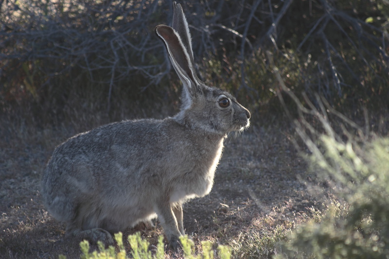 one animal, Jackrabbit, animal, joshua tree park, standing, Rabbit, Hare, no people, side view, antler, 5K, animals in the wild, day, nature, looking