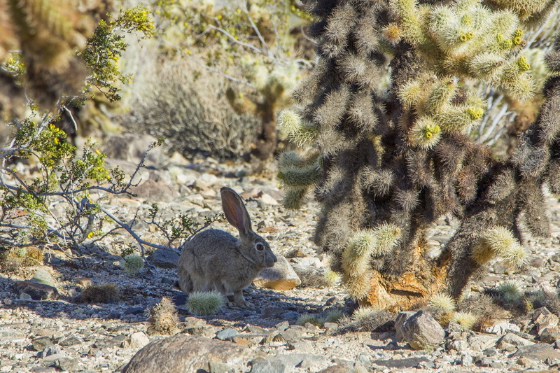 bunny, wildlife, black tailed jackrabbit, animal themes, sunny, animal head, sunlight, outdoors, 1080P, ears, tree, desert, rabbit, looking, animal wildlife