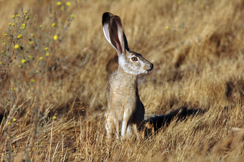 gray, no people, animals in the wild, 2K, bunny, one animal, animal body part, tailed, nature, rabbit - animal, field, rabbit, day, side view, fauna, mammal