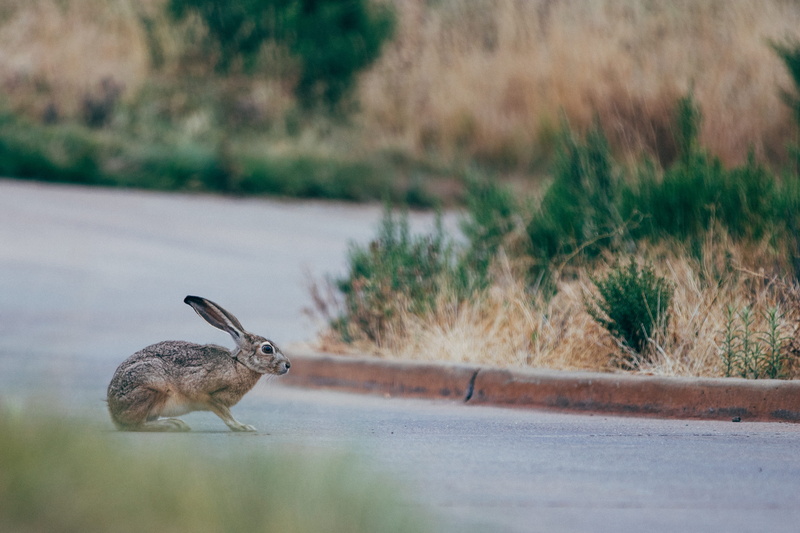 plant, nature, rabbit, rabbit - animal, mammal, one animal, bunny, selective focus, 4K, side view, vertebrate, brown, street, jackrabbit, focus on foreground