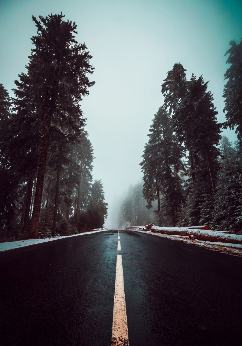 tarmac, neige, brouillard, tranquility, empty road, tree, plant, road, 4K, asphalt, surface level, nature, growth, symbol, the way forward, conifer, arbres