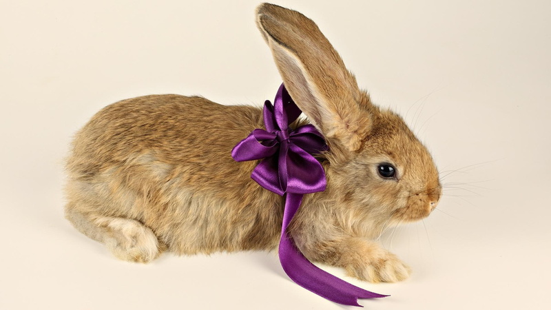 present, soft, animal, bunny, easter, rabbit, furry, 1080P, animals, holiday, cute
