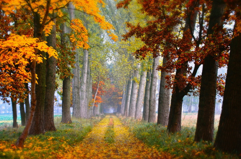 forest, trees, treelined, outdoors, nature, no people, orange color, autumn, road, land, tree, day, fall, change, 1080P, scenery, autumn collection, beauty in nature