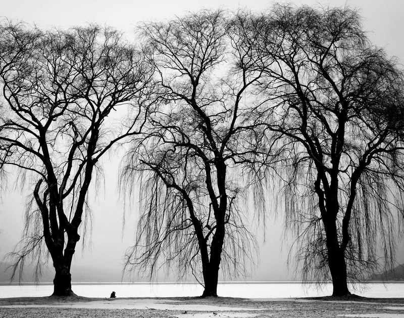 cold temperature, bare tree, 2K, white, three, tree, snow, day, scenics - nature, tree trunk, water, winter, branch, land, black, beauty in nature, tranquil scene