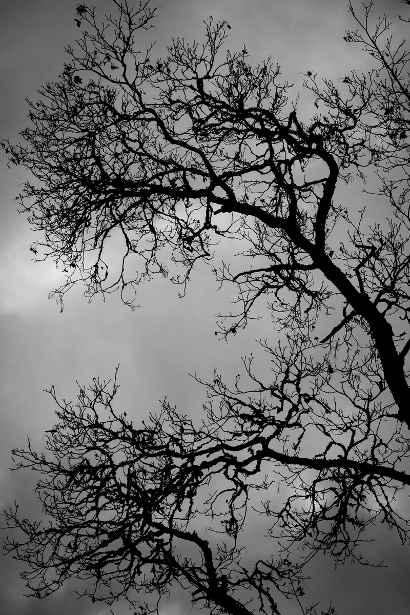 black and white, no people, 2K, black, autumn, idyllic, tree, zen, cloud - sky, tranquil scene, low angle view, branches, growth, tranquility