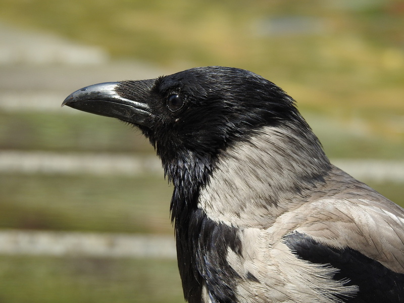 grey, black, white, vertebrate, no people, close-up, beak black, raven - bird, portrait, animal, raven bird, outdoors, profile view, animal wildlife, animal body part