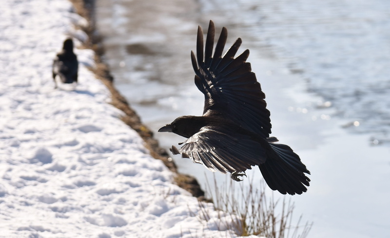 cold, bird, eagle, animal, animal themes, snow, no people, flying, crow, focus on foreground, close-up, common raven, spread wings, winter, nature, black