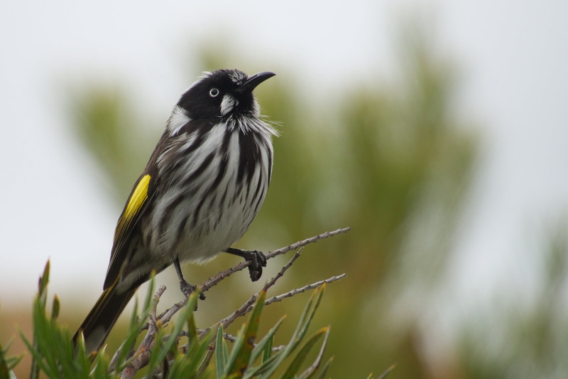 wildlife, nature, New Holland Honeyeater, novaehollandiae, outdoors, Phylidonyris novaehollandiae, honeyeater, tree, bird, white, Explored, phylidonyris
