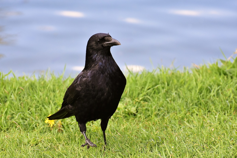 grass, water, birds, green, animal wildlife, black, one animal, side view, outdoors, day, common raven, full length, crow, nature, 5K, carrion crows, black color