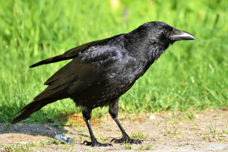 black, raven, animal, crow, green color, raven bird, land, curious, bird, animal wildlife, vertebrate, profile view, animals in the wild, feather, full length