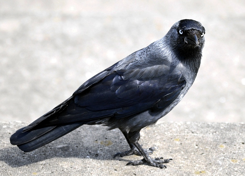 animals in the wild, vertebrate, 2K, black, side view, raven bird, close-up, full length, raven - bird, day, bird, nature, eyes, iridescent, feather, animal