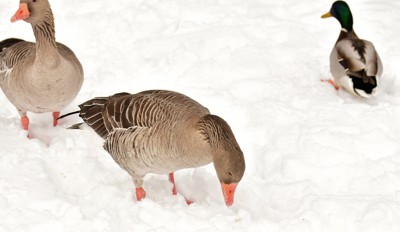 nature, plumage, birds, goose, mallard, bird, animal, animals in the wild, 5K, wild bird, animal themes, poultry, duck, waterfowl, bill, day, white color