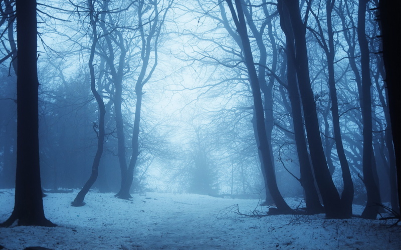 path, scenics - nature, nature, beauty in nature, tranquility, tree trunk, no people, tree, bare tree, woodland, tranquil scene, fog, trees, blue, trunk