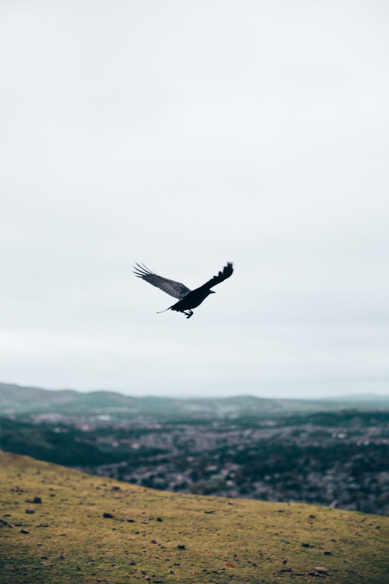 transportation, mountains, gliding, fly, flight, wing, scenics - nature, landscape, environment, black, beak, view, sky, wild, mode of transportation, valley