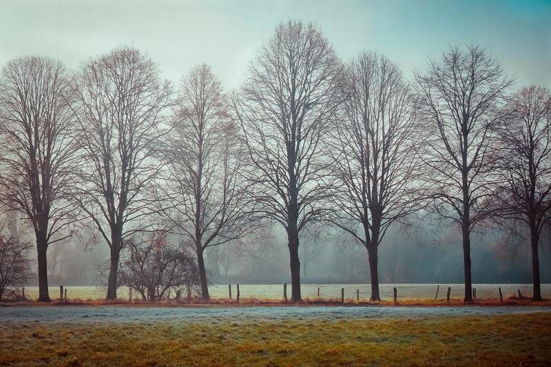 mysterious, mood, winter, bare tree, tree, light, idyll, outdoors, environment, tranquility, beauty in nature, meadow, nature, trees, photo, sport, rest