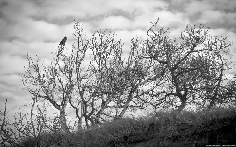 sky, perching, dead plant, scenics - nature, bird, trees, branch, beauty in nature, 1080P, vertebrate, plant, day, bare tree, land, cloud - sky