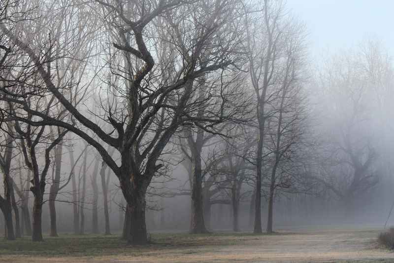 nature, forest, tranquility, houston, fog, tree, land, tranquil scene, plant, bare tree, scenic, 4K, tree trunk, trees, woods, autumn, no people, treelined