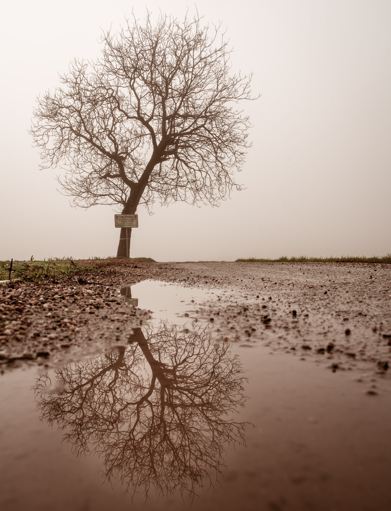 plant, nature, bare, outdoors, beside, scenics - nature, non-urban scene, bare tree, lake, tranquil scene, clear sky, tree, reflection, gray, beauty in nature