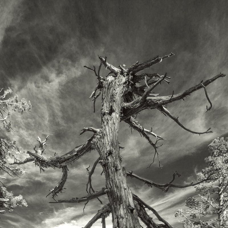 no people, dead plant, esmerald lake, abies, beauty in nature, cloud - sky, growth, ice, invertebrate, sky, damaged, leafless, bare tree, outdoors, wood