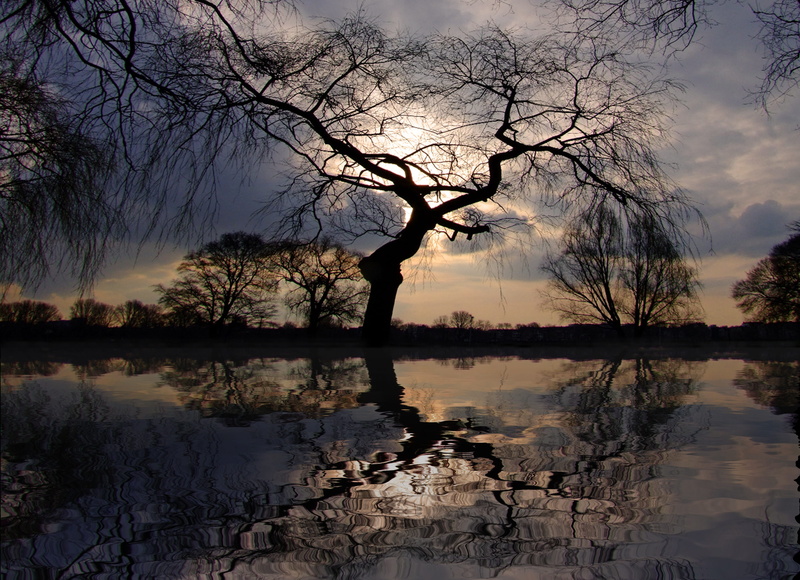 sunset, plant, water, sky, sunrise, cloud - sky, landscape, trees, bare tree, non-urban scene, morgenstimmung, scenics - nature, skies, outdoors, reflections