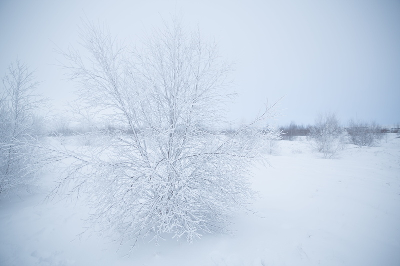 sky, white color, branch, snowflake, winter, sapling, nature, frozen, no people, scenics - nature, photo, weather, tranquility, leafless, blue, tree, landscape