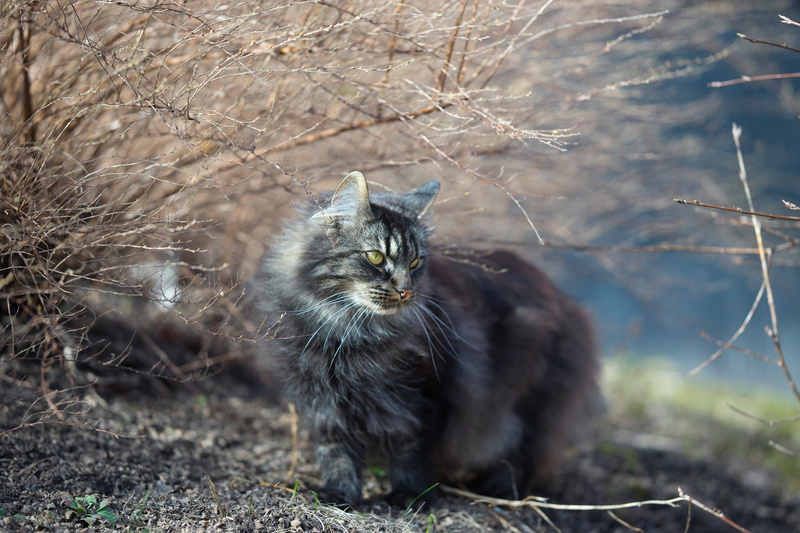 vertebrate, downy, photo, pet, cat, one animal, nature, looking, 2K, pets, bush, adorable, no people, land, mammal, close-up, portrait, domestic cat, outdoors